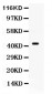 Anti-Cdc37 Picoband Antibody